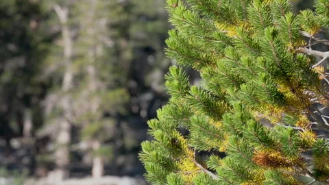 Shimmering Reflection on Tree Branches Stock Footage 251353776