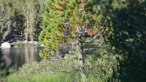 Shimmering Reflection on a Tree Stock Footage 251356768