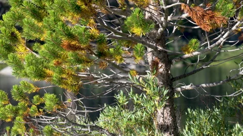 Shimmering Reflection on a Tree Trunk Stock Footage 251356585