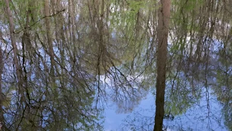 Shimmering Reflection of Trees in a Forest Pond Vídeos de archivo 333077612