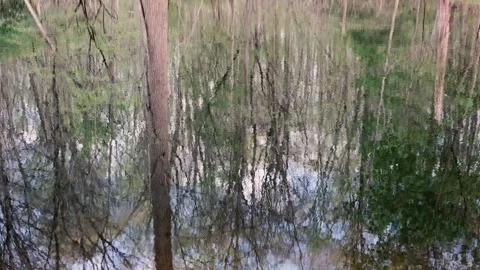 Shimmering Reflection of Trees in a Forest Pond Stock Footage 333077616