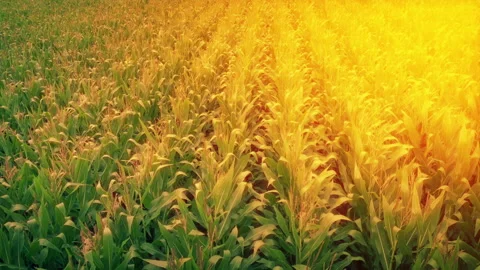 Shimmering Rows Of Corn Field In Sunny Glow Stock Footage 281433208