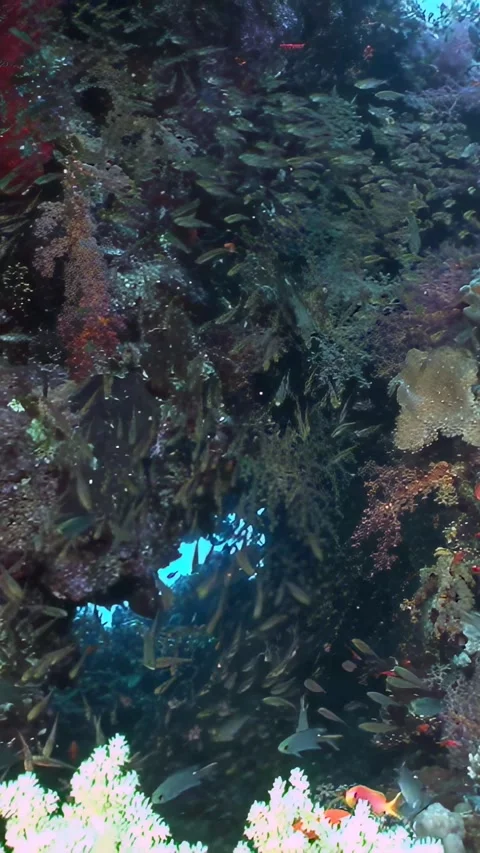 Shimmering School of Fish Glides Through a Vibrant Coral Sanctuary Stock Footage 337499452