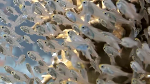 Shimmering School of Glassfish Dancing Among Vibrant Coral Reef Stock Footage 340588809