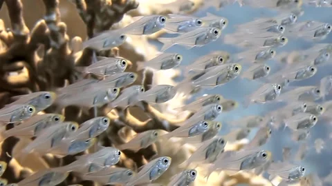 Shimmering School of Glassfish Gracefully Dancing Through Vibrant Coral Reefs Stock Footage 340588221