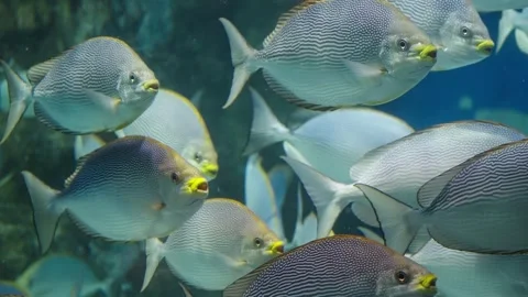 Shimmering school of silver, striped reef fish gliding in unison through a blue 库存影片 327324513
