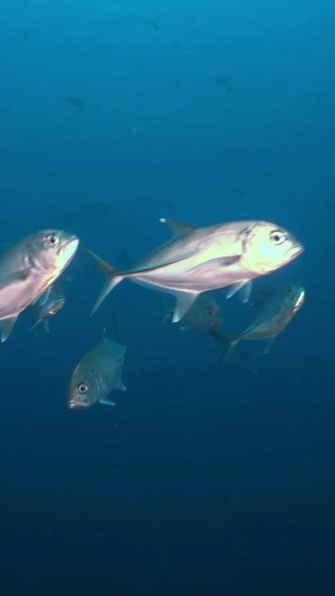 Shimmering Schools of Fish Dance in Tranquil Pacific Waters of Costa Rica Video stock 327098057