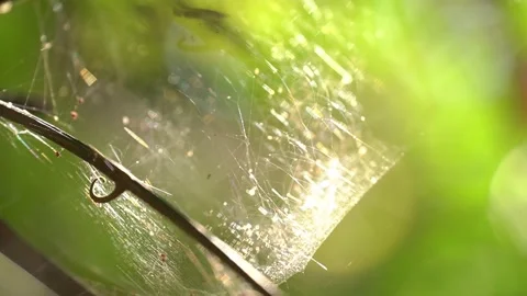 Shimmering Spider Web Catching Dappled Forest Sunlight Stock Footage 340270960