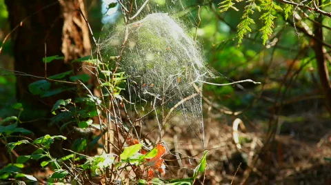 Shimmering Spider Web in the Forest Video stock 839372