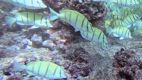 Shimmering Striped Tuna Schools Navigate Coral Gardens Stock Footage 341066596