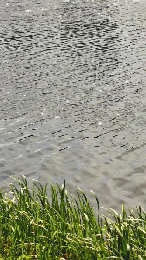 Shimmering Sun Glints on Rippling Water with Green Shoreline Grass Stock Footage 345902200