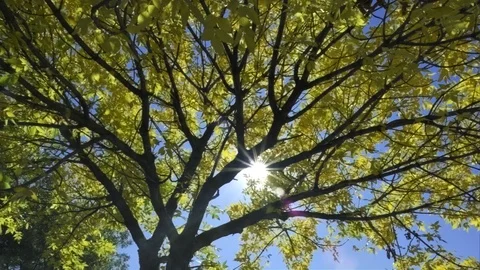 Shimmering sun rays thru the black tree branches with yellow leaves Time lapse Stock Footage 98194567