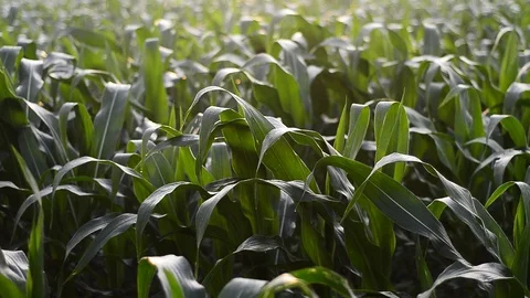 Shimmering sunbeams among the cornfield, camera move from bottom to top shot  Stock Footage 97012209