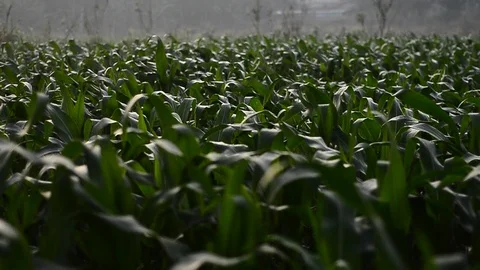 Shimmering sunbeams among the cornfield, camera move from left to right shot Stock Footage 97012693