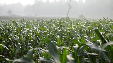 Shimmering sunbeams among the cornfield, camera move from left to right shot  Stock Footage 97013318