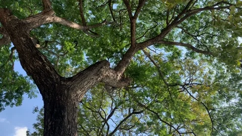 Shimmering sunlight reflecting off underside of large tree 스톡 동영상 168504635