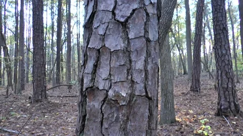 Shimmering sunset through forest Stock Footage 61951961