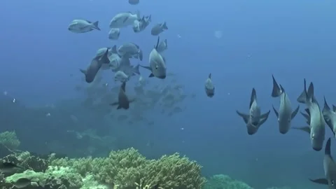 Shimmering Tapestry of Reef Fish Dances Above Sun-Kissed Corals Video stock 338199717