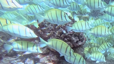 Shimmering Tuna School Glides Through a Vibrant Ocean Reef Stock Footage 341066633