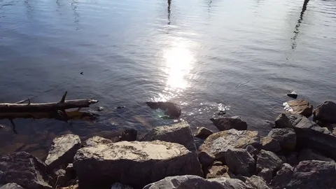 Shimmering Water Reflecting the Sun 스톡 동영상 73125832