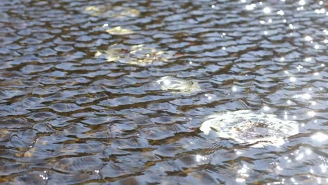 Shimmering Water Surface with Light Reflections Calm Abstract Background Stock Footage 324935918
