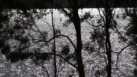 Shimmering water through trees 스톡 동영상 279785654