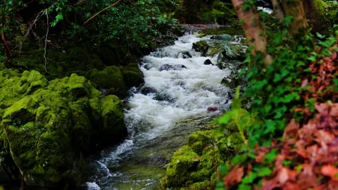 Shimna River Flowing Through Tollymore Forest with Mossy Rocks and Autumn Leaves 스톡 동영상 331186341
