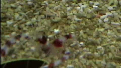 Shimp Stock Footage 1916717