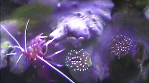 Shimp Stock Footage 1917065