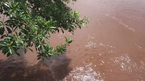 SHINE OF THE SUN REFLECTING ON TREE ON THE RIVER'S SIDE Stock-Footage 229897131