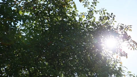 To shine the sun through a tree Video stock 85756296