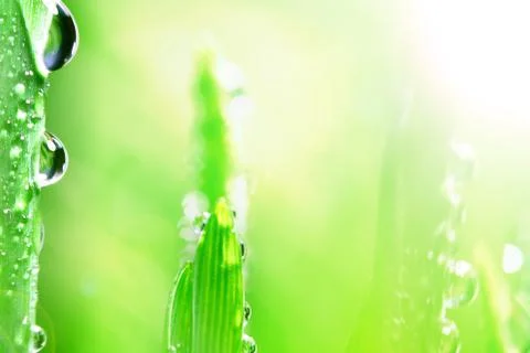 Shine water drop Stock Photos