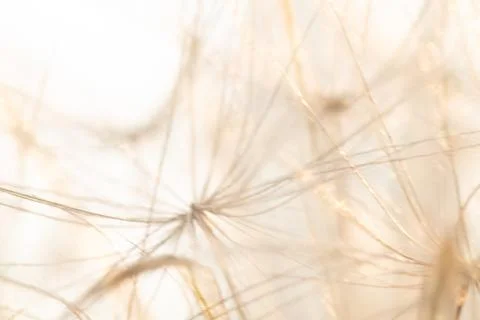 Shiney white dandelion seed pattern Stock Photos