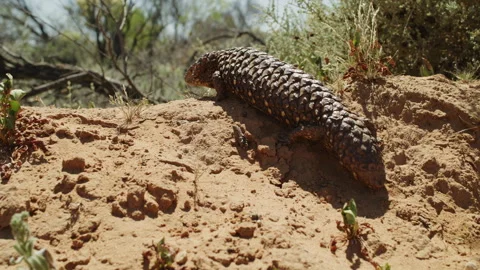 A shingle back Lizard Stock Footage 291780821