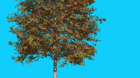 Shingle Oak Thin Tree is Swaying at The Wind Yellow Tree Leaves Are Fluttering Stock Footage 57446675