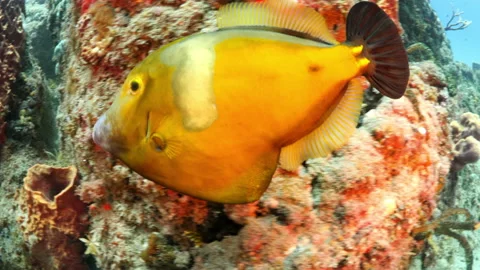 Shingle Orange Colored Fish Swimming Amidst Rocks In Tranquil Sea - Oranjestad, Видео 234087089