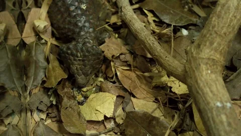 Shingleback Lizard Camouflaged on Tropical Forest Floor Eating Food Stock Footage 329658221