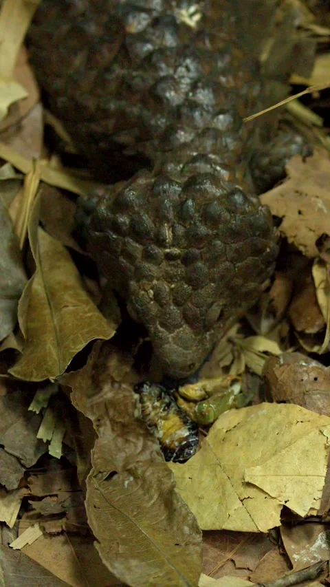 Shingleback Lizard Eating Insects on Tropical Forest Floor Leaf Litter Stock Footage 329597528