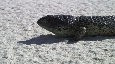 Shingleback lizard move on white sand smelling with tongue on a sunny day Stock Footage 56954325