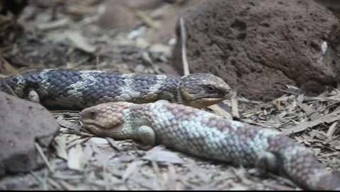 Shingleback Skink Stock-Footage 8555033