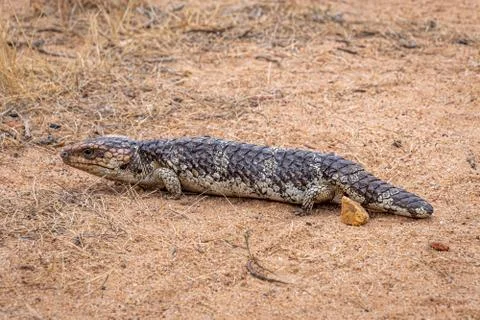 Shingleback Sleepy Lizard in John Forest National Park Western Australia Stock Photos