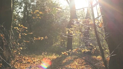 Shining autumn forest Video stock 96676455