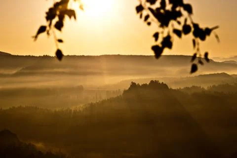 Shining branches Stock Photos