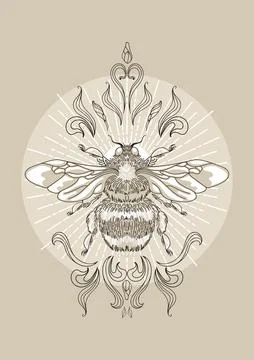 Shining bumblebee, sun rays, herbs and leaves. Vector illustration, vintage Stock Illustration