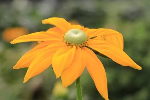 Shining Coneflower Foto stock