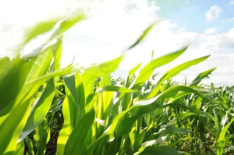Shining Cornfield Stock Photos