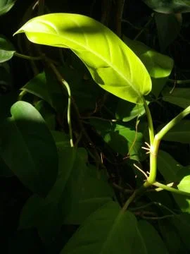 Shining at Devil's Ivy leaf with black blur background Stock Photos