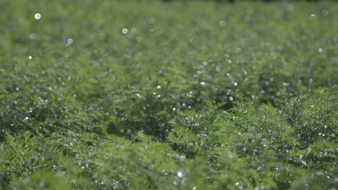 Shining Dew over plants in a field Stock Footage 71578039