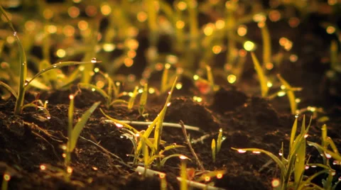 The shining dews on the grass. Stock Footage 34380850