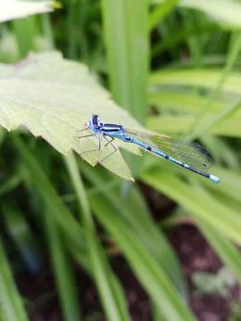 Shining Dragonfly Stockfoto's